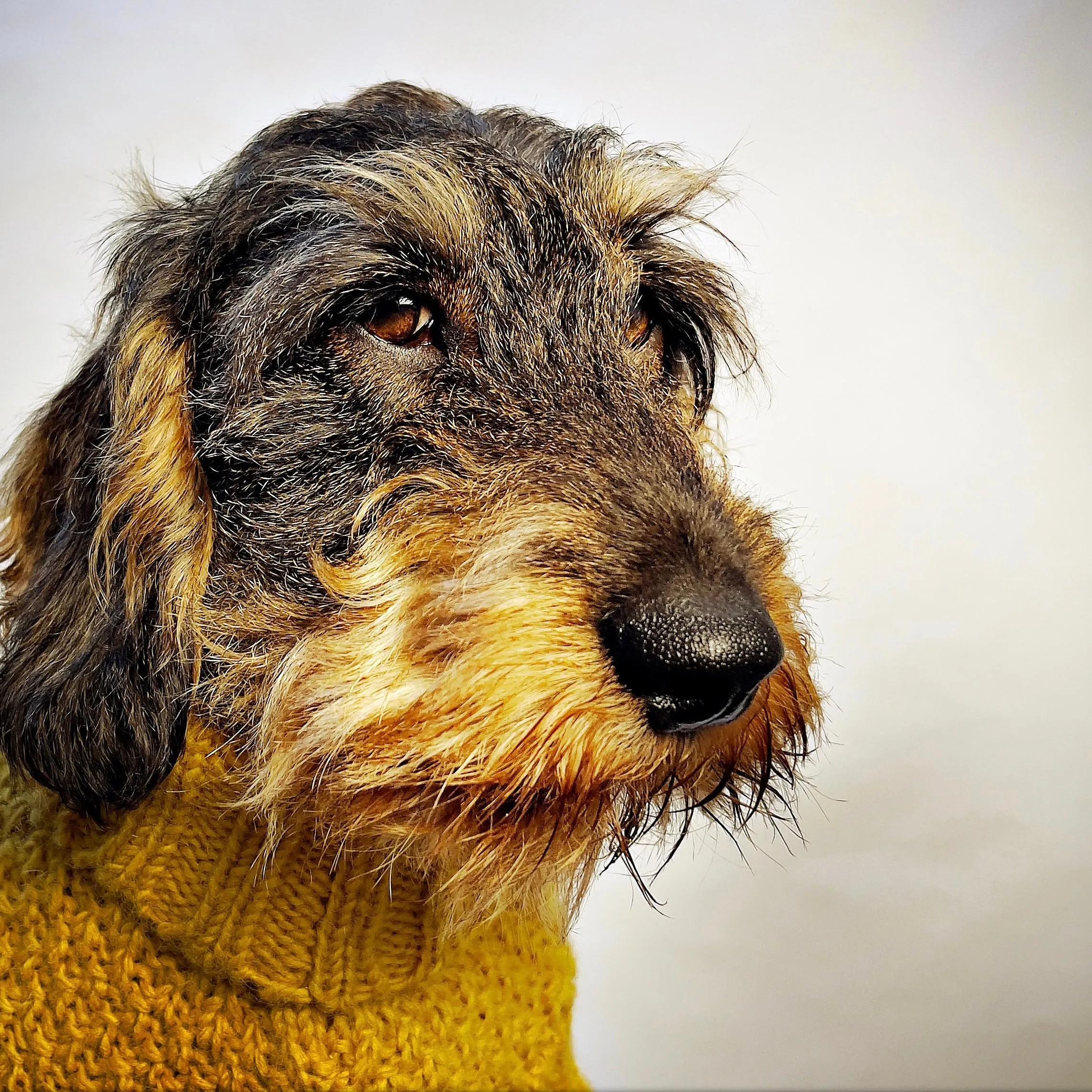 Allen Bobble Mustard Yellow Hand knitted Designer Wool Dog Jumper