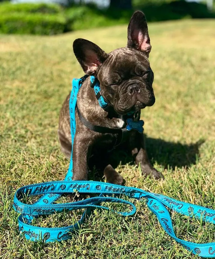 Cookies Original Mint Dog Leash & Collar Set