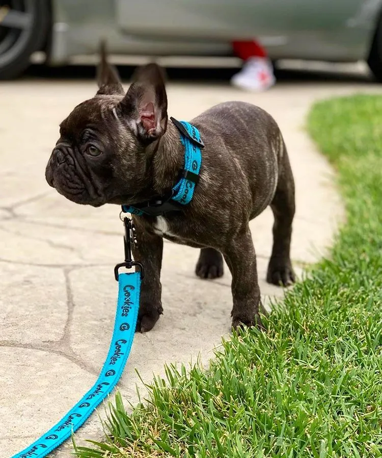 Cookies Original Mint Dog Leash & Collar Set