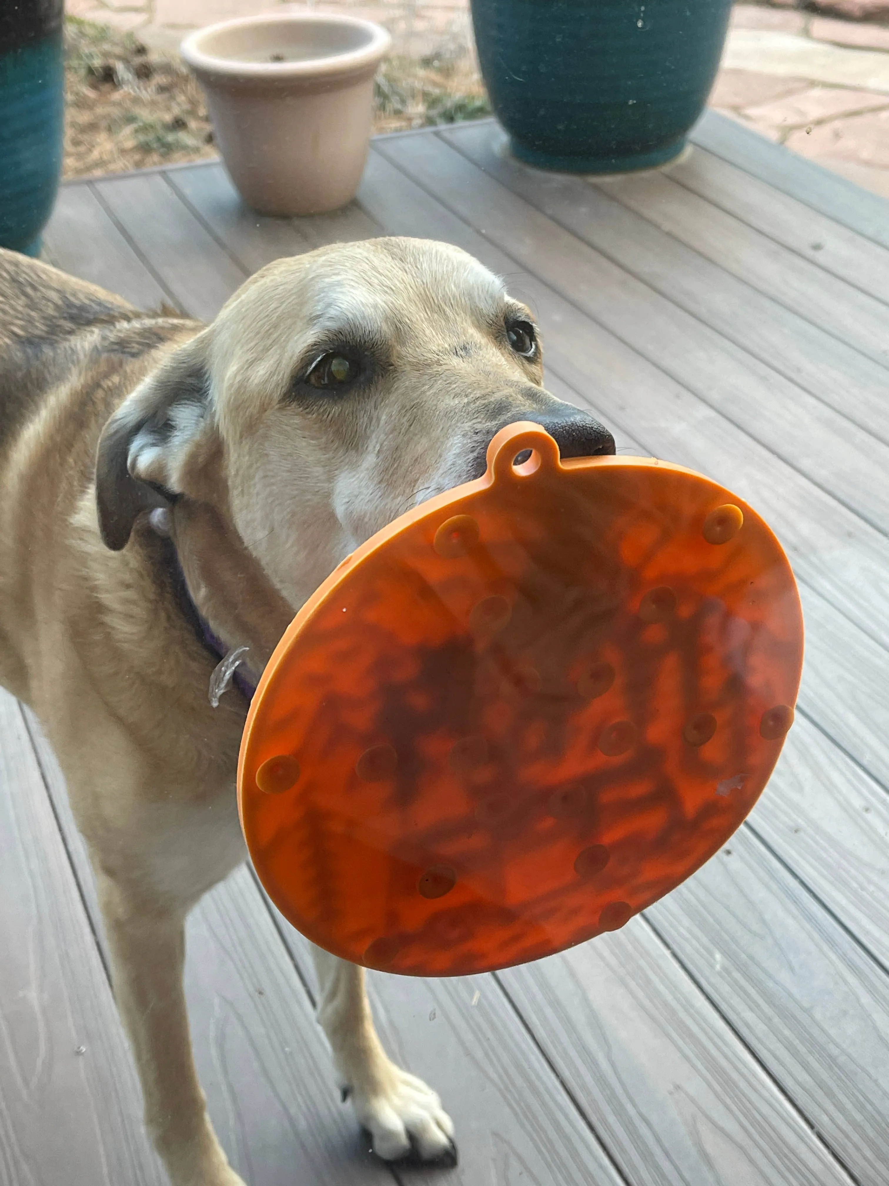 SodaPup Enrichment Lick Mat With Suction Cups - Camp